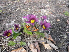 Easter Warmth. Pasque Flower